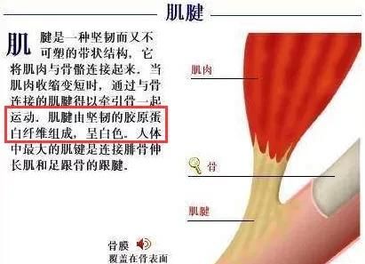 胶原蛋白肽的作用与功效图3