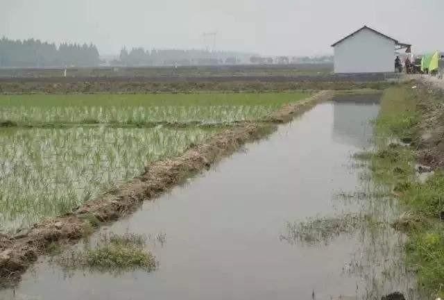 阴天龙虾池中白色的小虫子特别多是什么原因对龙虾有影响吗图1