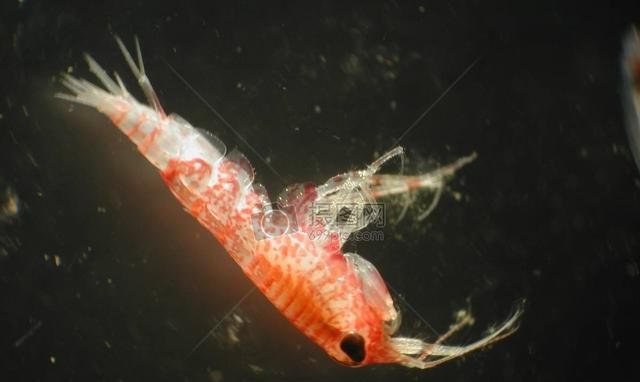 阴天龙虾池中白色的小虫子特别多是什么原因对龙虾有影响吗图3