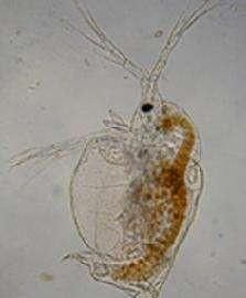 阴天龙虾池中白色的小虫子特别多是什么原因对龙虾有影响吗图4