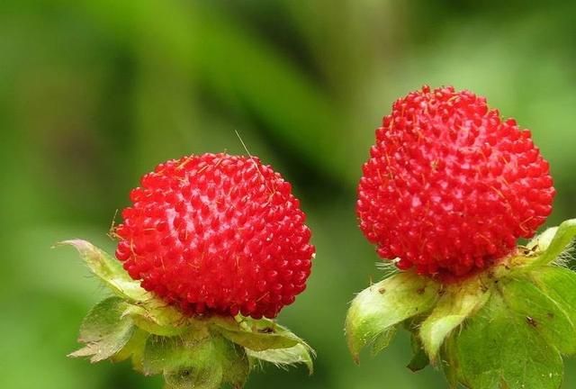 野草莓能吃吗，哪种野草莓不能吃图1