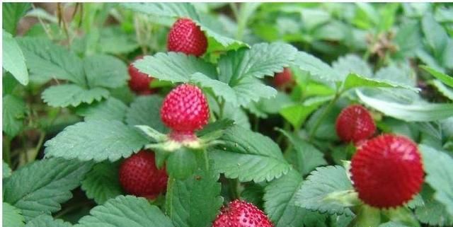野草莓能吃吗，哪种野草莓不能吃图2