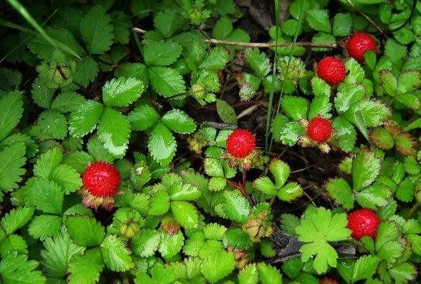 野草莓能吃吗，哪种野草莓不能吃图3