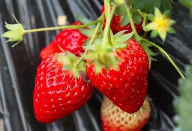 野草莓能吃吗，哪种野草莓不能吃图4