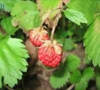 野草莓能吃吗，哪种野草莓不能吃图5