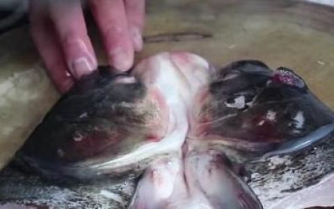 鱼头汤怎么做又浓又白