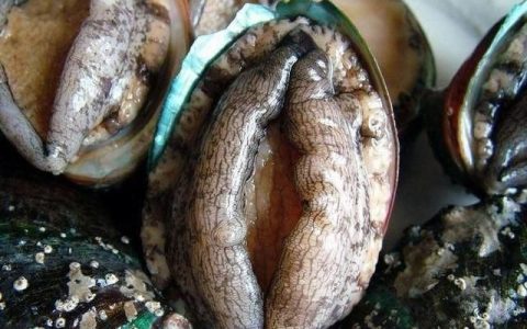 鲍鱼做法，位菜鲍鱼做法