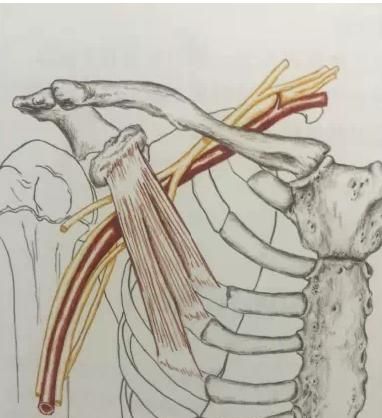 手臂疼痛怎么回事，手臂无缘无故的疼痛是怎么回事图4
