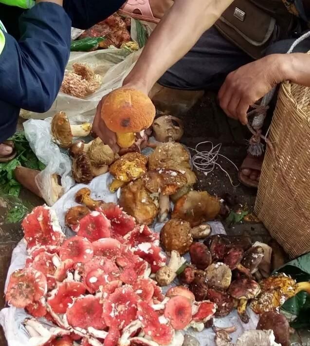 农村人种植的红菇价格为什么那么高，几百块钱一斤，红菇到底有什么营养价值呢图1