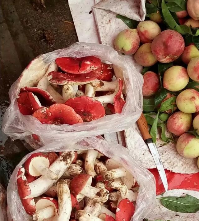 农村人种植的红菇价格为什么那么高，几百块钱一斤，红菇到底有什么营养价值呢图2