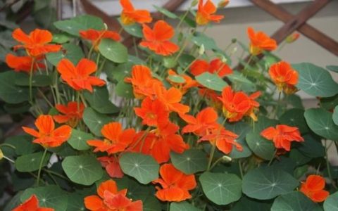 金莲花分散片，中药材金莲花如何种植才高产呢