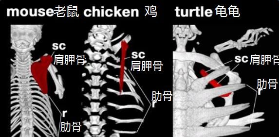 为什么动物的肌肉那么发达图9