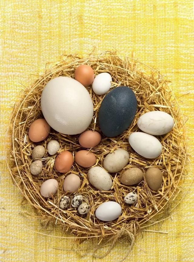 鸽子蛋有营养吗，鸽子蛋的营养价值及功效图2