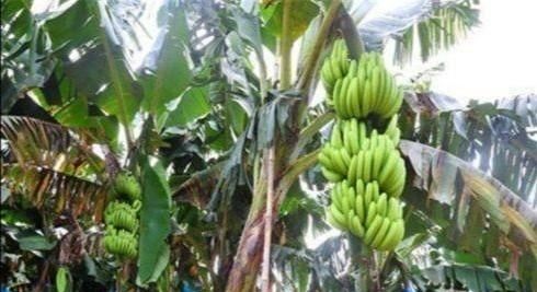 香蕉有籽吗?香蕉是如何繁殖的呢图3