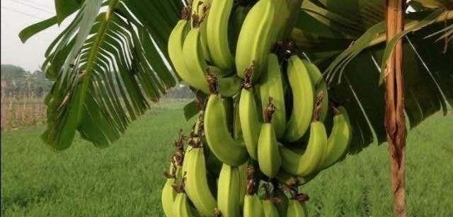 香蕉有籽吗?香蕉是如何繁殖的呢图5