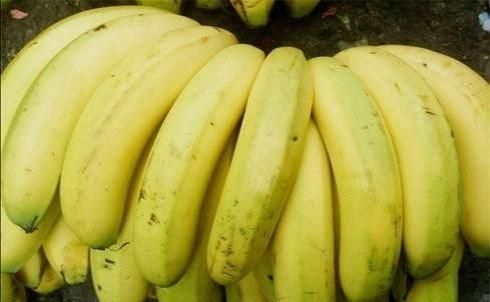 香蕉有籽吗?香蕉是如何繁殖的呢图6