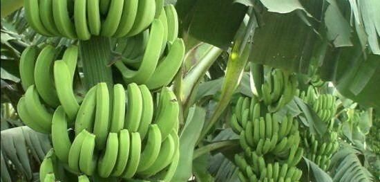 香蕉有籽吗?香蕉是如何繁殖的呢图7