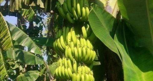 香蕉有籽吗?香蕉是如何繁殖的呢图8