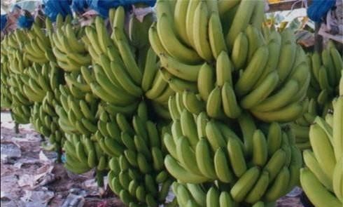 香蕉有籽吗?香蕉是如何繁殖的呢图9