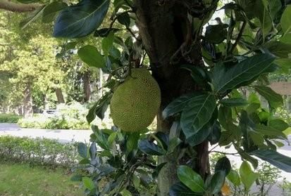 大树菠萝图8