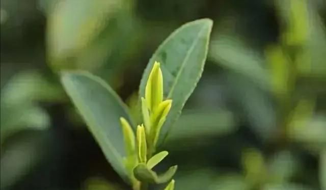 茶的功效，茶真的有那么好的功效么吗图1