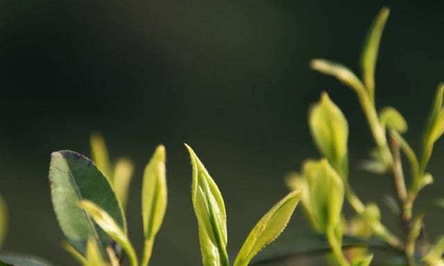 茶的功效，茶真的有那么好的功效么吗图4