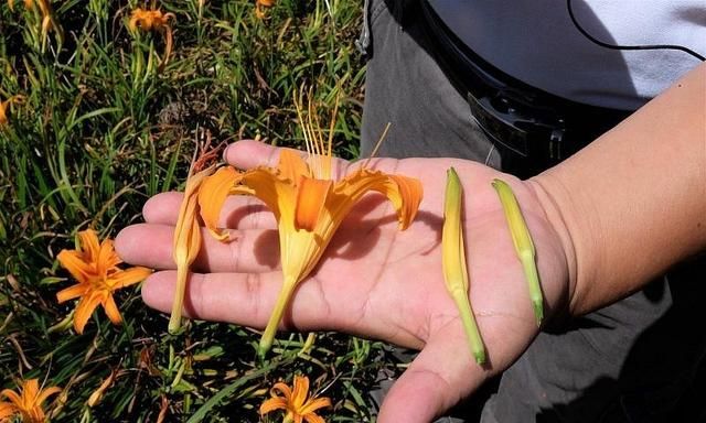 凉拌黄花菜的做法，凉拌黄花菜和木耳怎么做图5