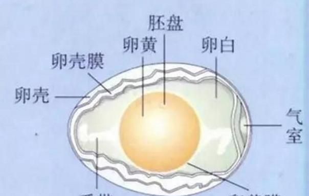 鸡蛋里摇晃图2