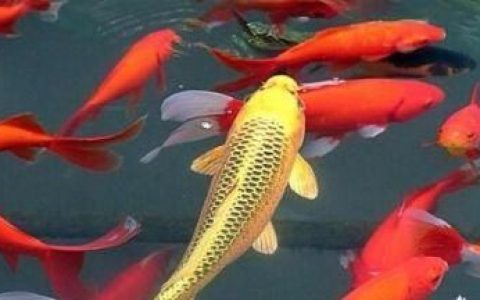 锦鲤鱼常见病，锦鲤常见病的治疗