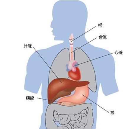 肝功能检查结果分析，肝功能检查怎么看报告单图9