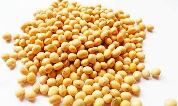 黄豆和毛豆是一种豆，为什么黄豆一年四季都有，而毛豆只在夏天有图1