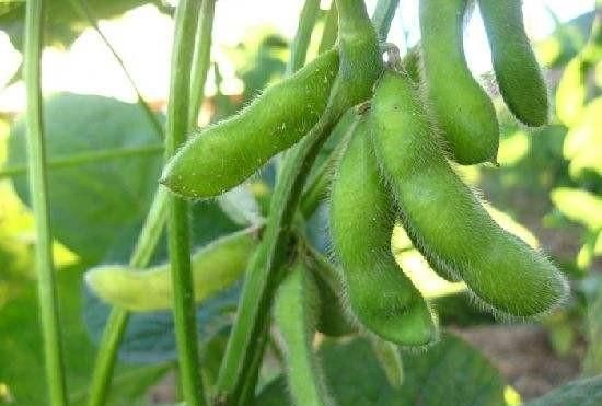 黄豆和毛豆是一种豆，为什么黄豆一年四季都有，而毛豆只在夏天有图3