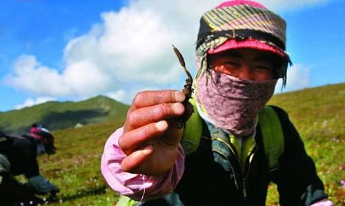 冬虫夏草到底是虫还是草它凭何比黄金还值钱图3