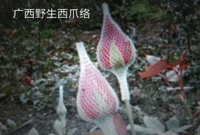 玉米须秦皮丝瓜络煮水图3