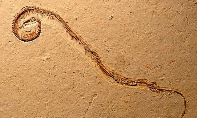 蛇的体形就像一条绳子，然而它们的祖先却是有脚的，为啥要退化掉图1