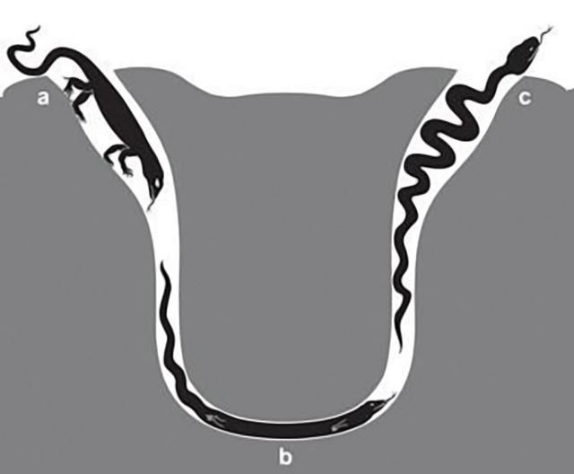蛇的体形就像一条绳子，然而它们的祖先却是有脚的，为啥要退化掉图3