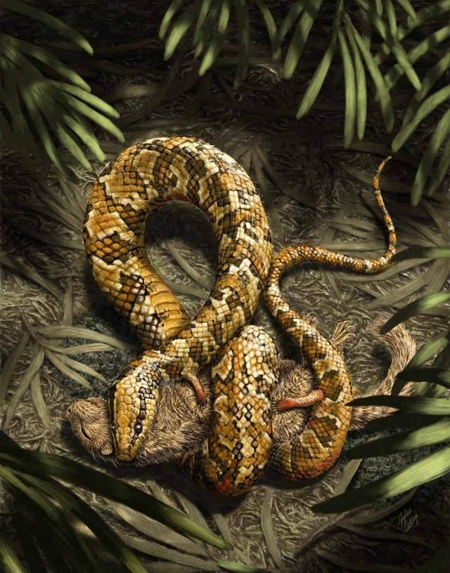 蛇的体形就像一条绳子，然而它们的祖先却是有脚的，为啥要退化掉图4