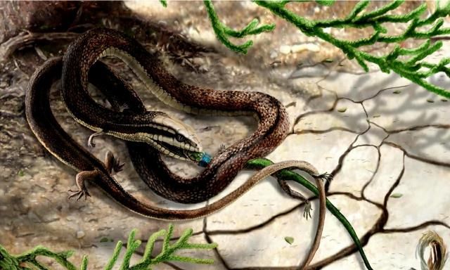 蛇的体形就像一条绳子，然而它们的祖先却是有脚的，为啥要退化掉图5