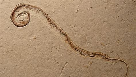 蛇的体形就像一条绳子，然而它们的祖先却是有脚的，为啥要退化掉图7