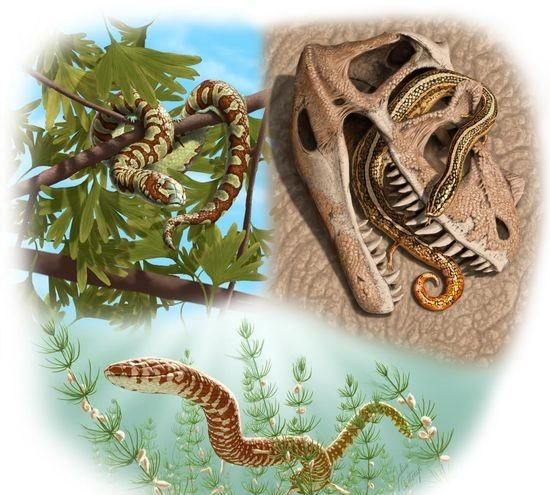 蛇的体形就像一条绳子，然而它们的祖先却是有脚的，为啥要退化掉图9