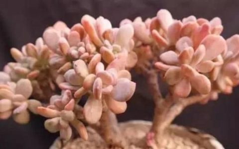 多浆植物，什么是多肉植物