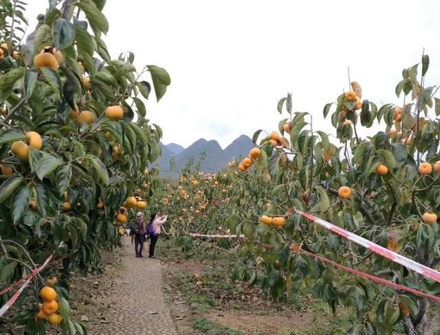 柿子在树上能做成柿饼吗图3