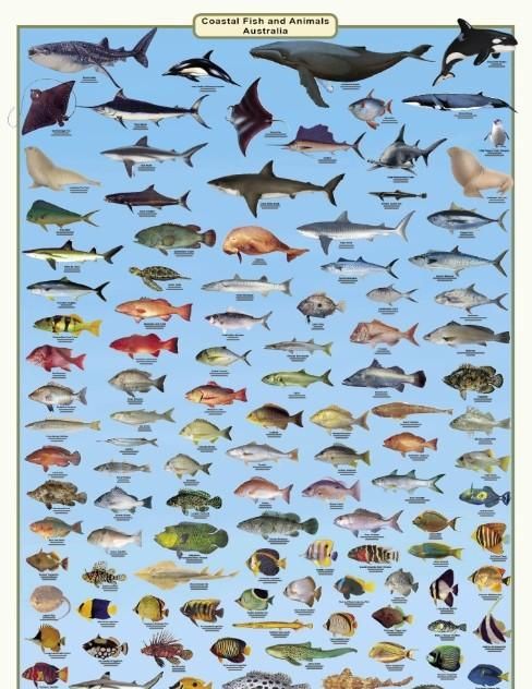 海里的鱼，大海里最大的鱼有多大图1