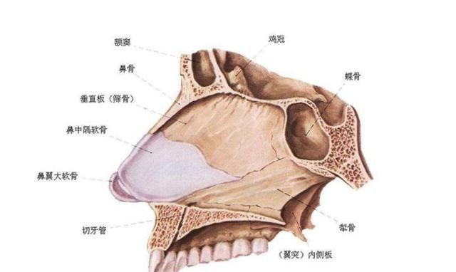 隆鼻材料一般使用图12