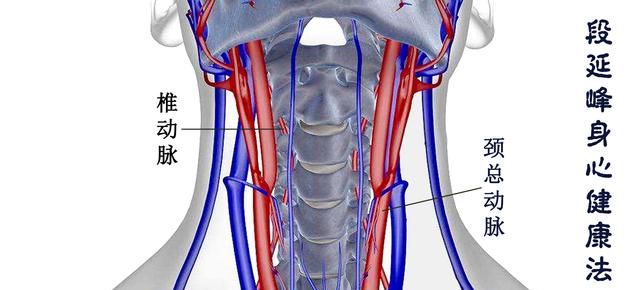颈动脉膨大处在哪里图2