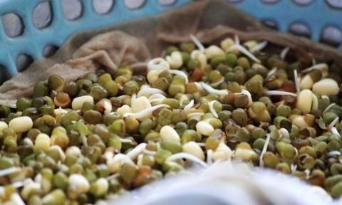 绿豆芽的生法，菜农生产的绿豆芽是在什么条件下进行的图1