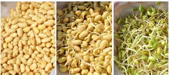 绿豆芽的生法，菜农生产的绿豆芽是在什么条件下进行的图7