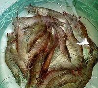 椒盐虾的正宗做法，椒盐虾的做法家常视频图1