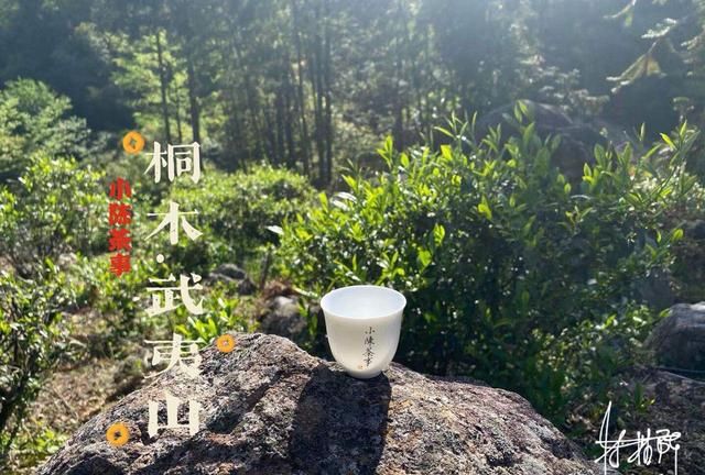 正山小种是什么茶，金骏眉茶叶和正山小种茶叶有什么区别图1