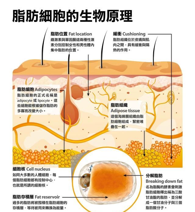 脂肪燃烧，减肥先燃烧哪里的脂肪图1